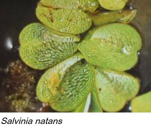 Salvinia natans